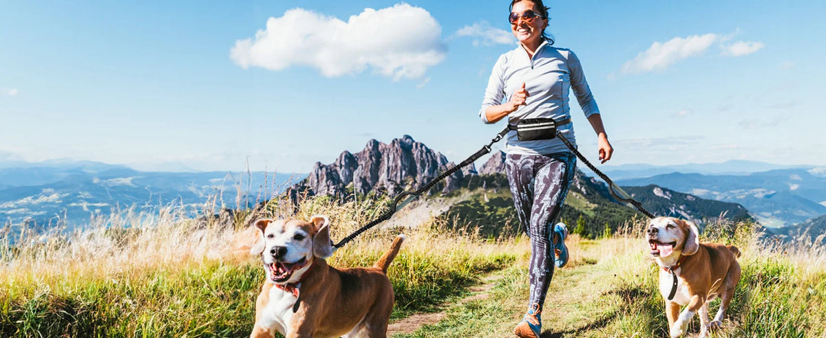 Dogs ▸ Walks & Outdoor